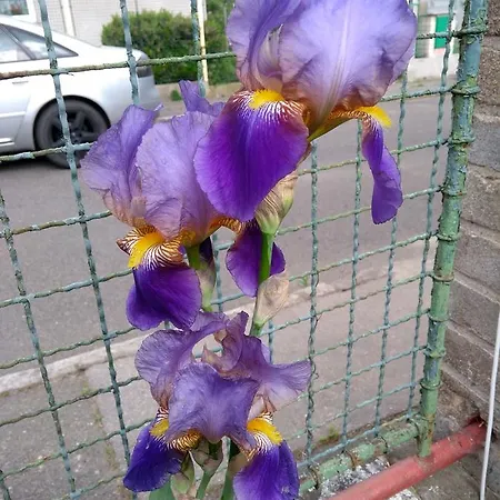 Retro Challenge&garden Prag