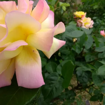 Retro Challenge And Garden *
