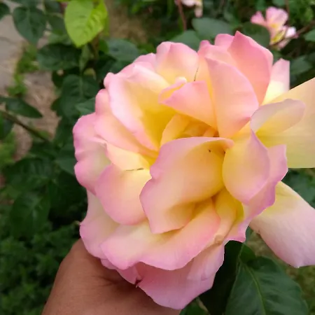 Retro Challenge And Garden Guest house *