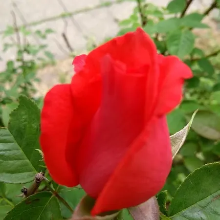 Retro Challenge And Garden Guest house *