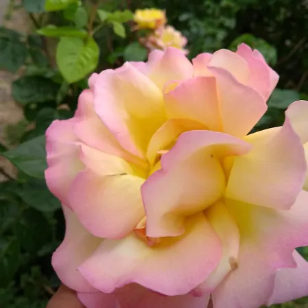 Retro Challenge And Garden Prag