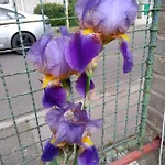 Retro Challenge And Garden Прага