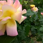 Retro Challenge And Garden 3*