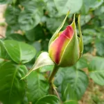 Retro Challenge And Garden Гостевой дом Прага