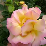 Retro Challenge And Garden Прага