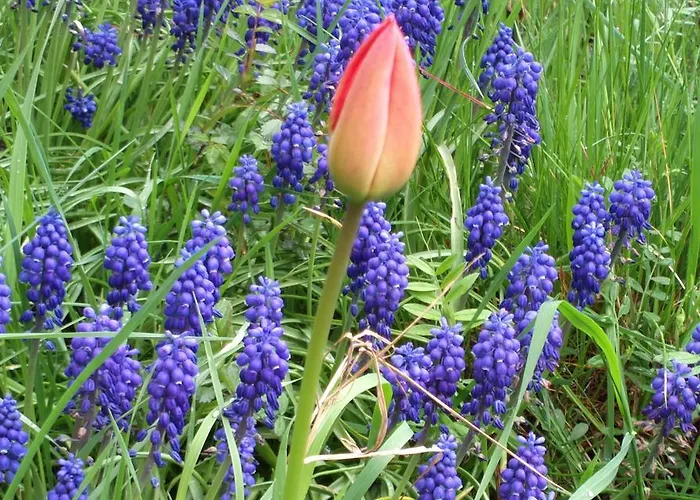 Retro Challenge And Garden Pensjonat