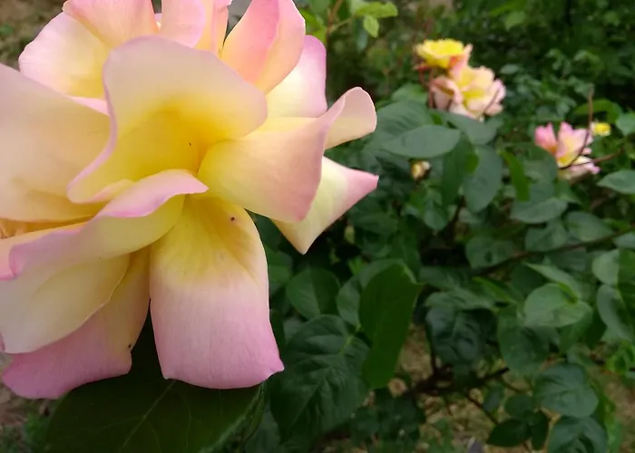 Retro Challenge And Garden 3*