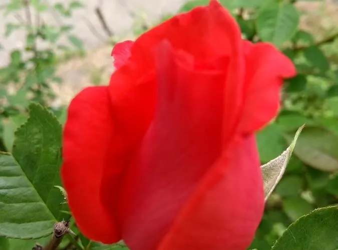 Retro Challenge And Garden Pensjonat 3*