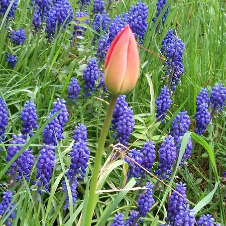 Retro Challenge And Garden Pensjonat